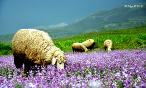 Koyun Süt ve Besi Yemleri
